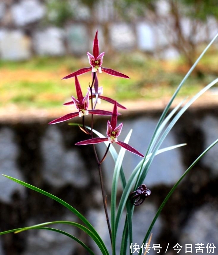 零下10度,“冻不死”的耐寒兰,兰香馥郁,花叶俱美,新手也能养