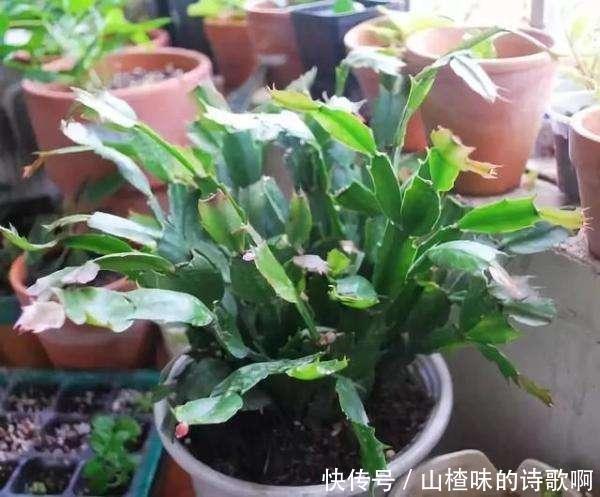 蟹爪兰新叶少很可能一件事没做好,赶紧补救还来得及!