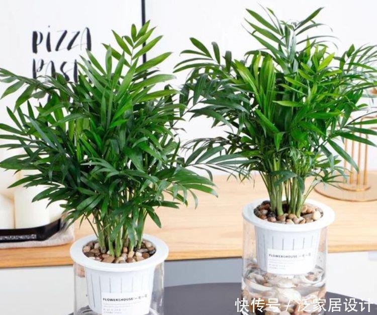 袖珍|4种花很耐养,沾土就能活,有阳光就爆盆,给点水就疯长