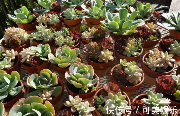 什么状态的多肉需要趁早换盆碰上4种情况,早动手早受益