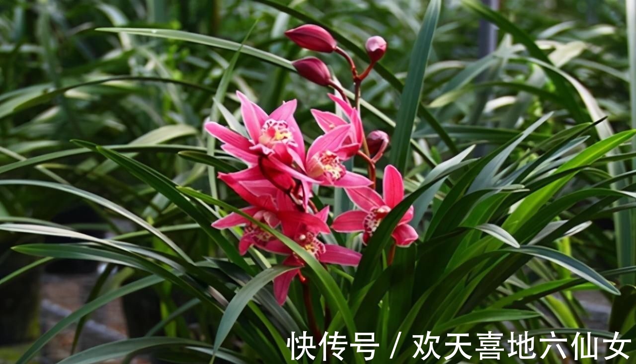 浓郁|别养一季花了,此兰一年能开好几次,兰香浓郁,点亮你的阳台