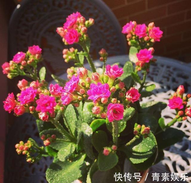 发酵|给长寿花吃点“橘子皮”,从此不在担心长寿花不开花啦