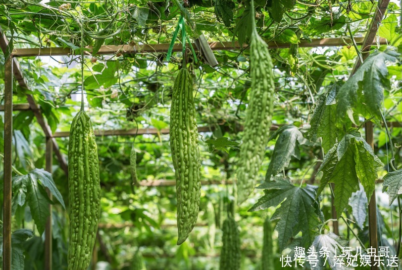 苦瓜|苦瓜味道雖苦，卻補腎健脾，栽培有技巧，種出好食苦瓜！