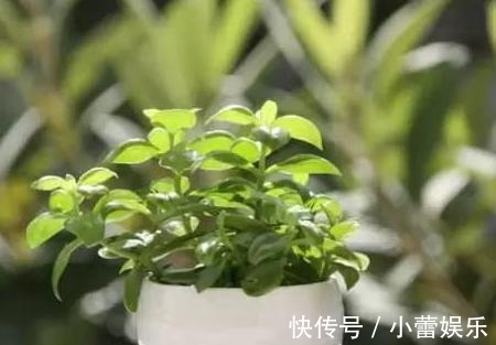 植物|养花遇见虫害怎么办用这6种肥水浇花，虫远离叶翠绿