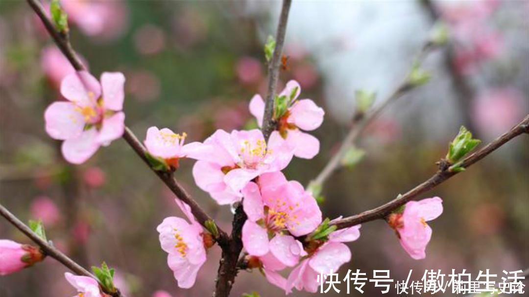 少年时代|元稹的一片深情让人感动,这首经典的《桃花》,每一句都很感人