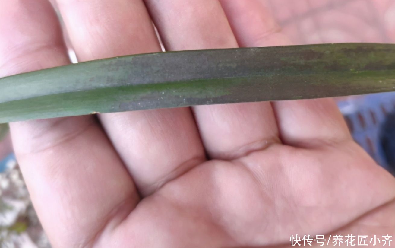 养兰花要学会“观察”，发现叶片上的5个“求救信号”，及时施救