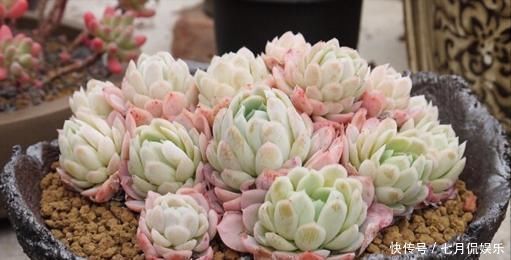 多肉植物|新手养多肉植物，做好这几件事，长得胖乎乎，个个爆满盆