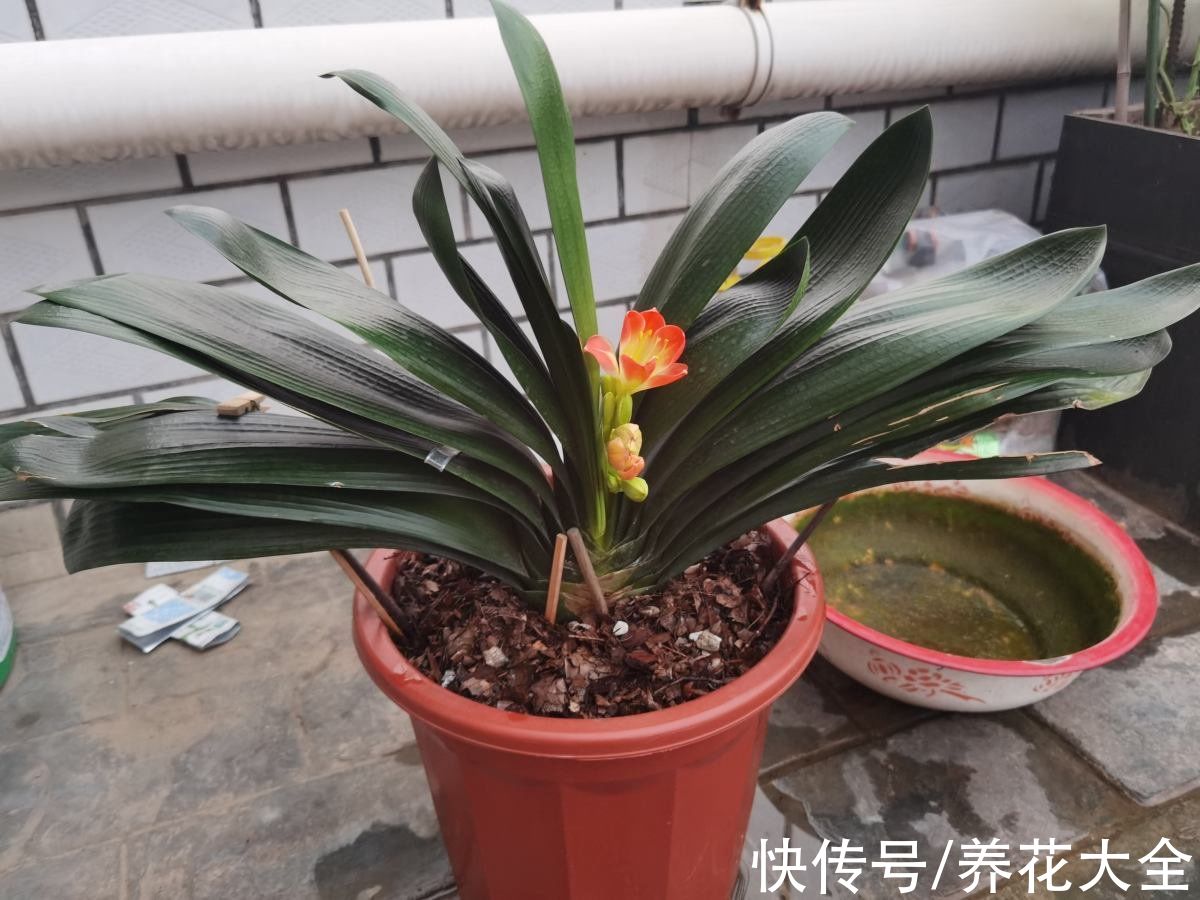 认清君子兰“2个信号”，花箭嗖嗖向外拔，开春就呼呼开花