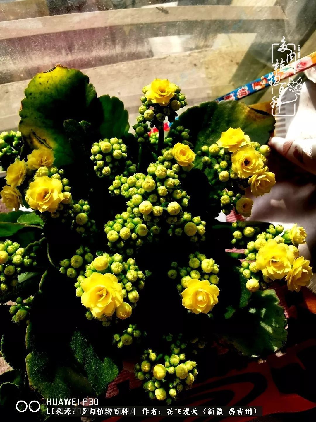 对多肉是发自内心的喜欢,心甘情愿被它们俘虏!