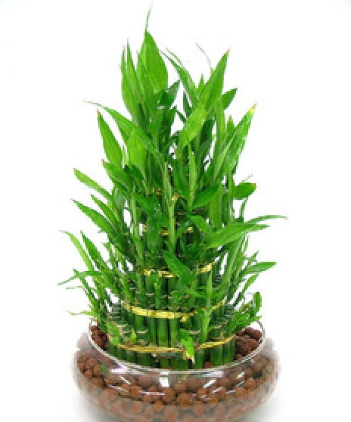 家中养三花,旺人又旺家,老祖先留下的经验,真的有道理