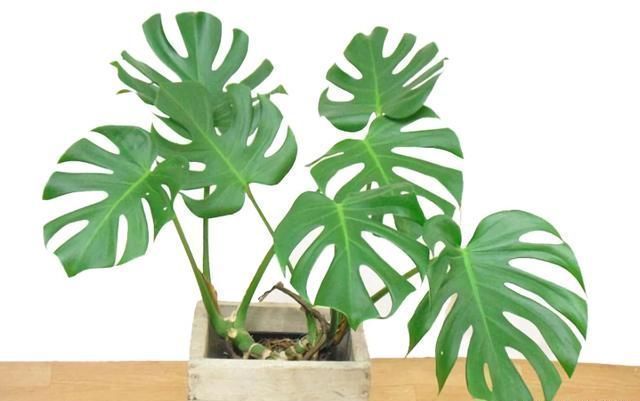 风雨兰|7种花夏天爱淋雨，越淋长得越欢，多淋几次，肥料都省了