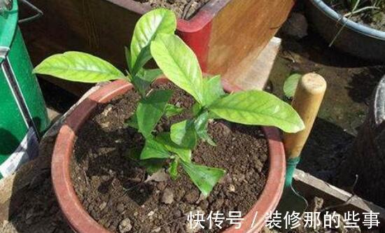 长势|养茉莉栀子花，千万别用2种土，用了就黄叶，养一盆死一盆