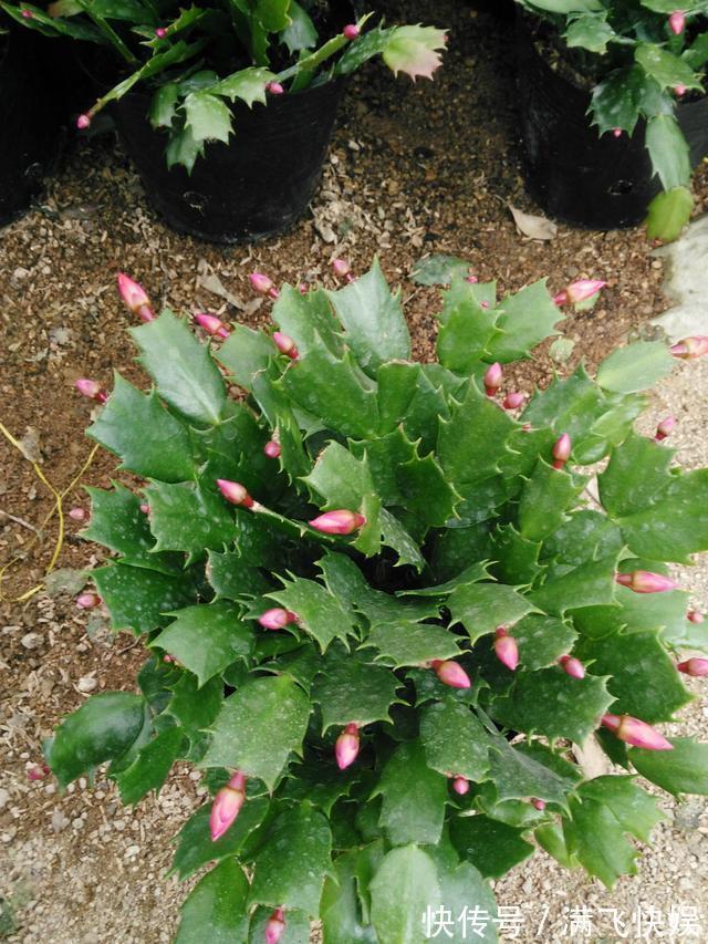 蟹爪兰过了休眠期，叶子发红软塌塌，找到病因还能救回来