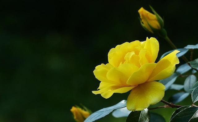  种花|这10种花花期超长又好养，你都知道吗？