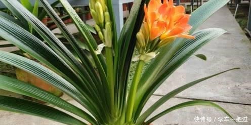 君子兰不见长，是僵苗还是养护不当教你“4招”，快速恢复活力！