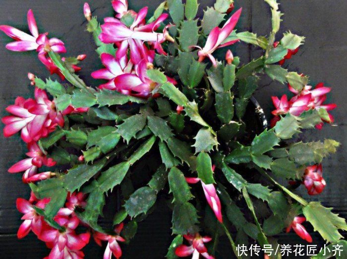 春季蟹爪兰叶片打蔫不精神,教你做4步,叶片变饱满,不停冒新叶