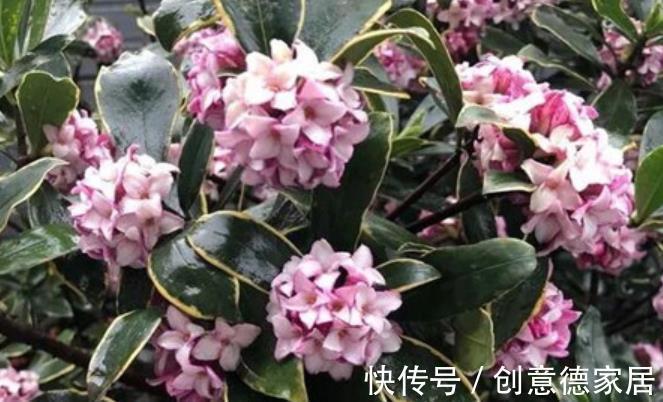 花海|秋天养花首选这5种,天气凉爽长势好,现在养几盆,春节开出花海