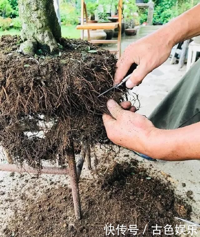 养护|养盆景不能急于求成，遵循循序渐进的过程，这6点切忌不要触碰