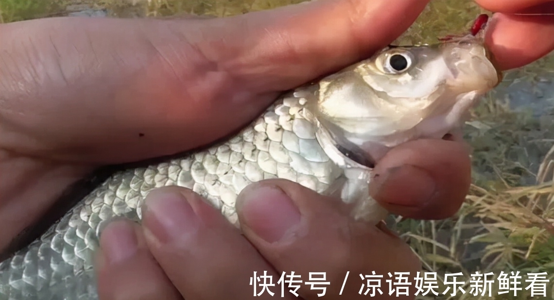 空气|饵料附钩性太差,入水之后很快就会脱落怎么办?一个小技巧解决