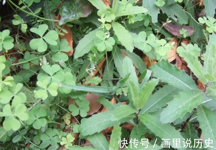 野草|这野菜含钙量很高，清热解毒效用高但遭人嫌弃，你们有吃过它吗