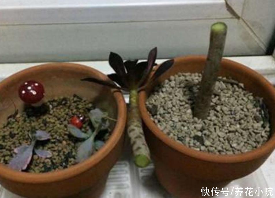 多头|养多肉黑法师,在枝头部位切一刀,爆出更多大“花头”