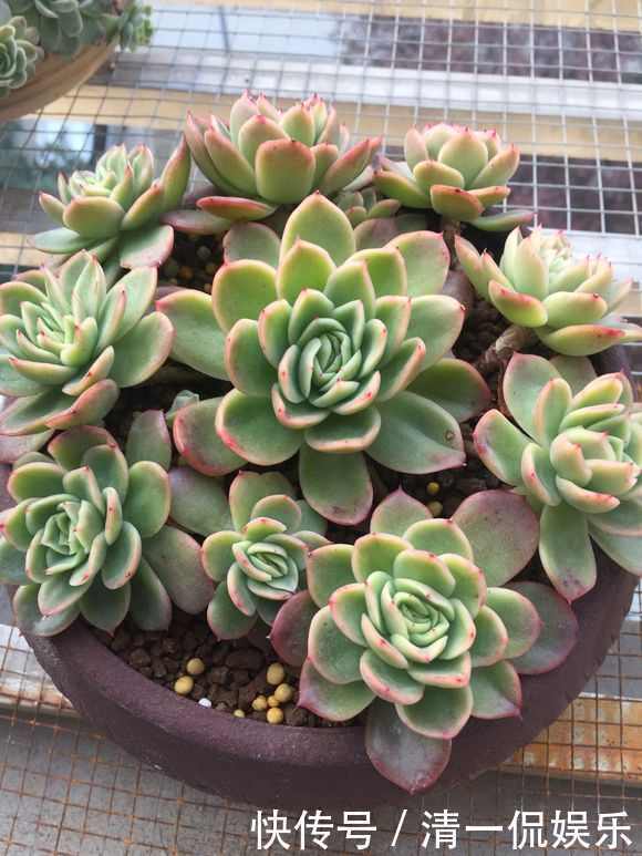 多肉|盆里加把灰,多肉一个月胖一圈,答案在这,其实很简单