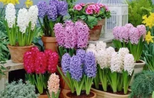 简单|这些花卉美过玫瑰,一年四季花开不停,好养如绿萝,简单易成活