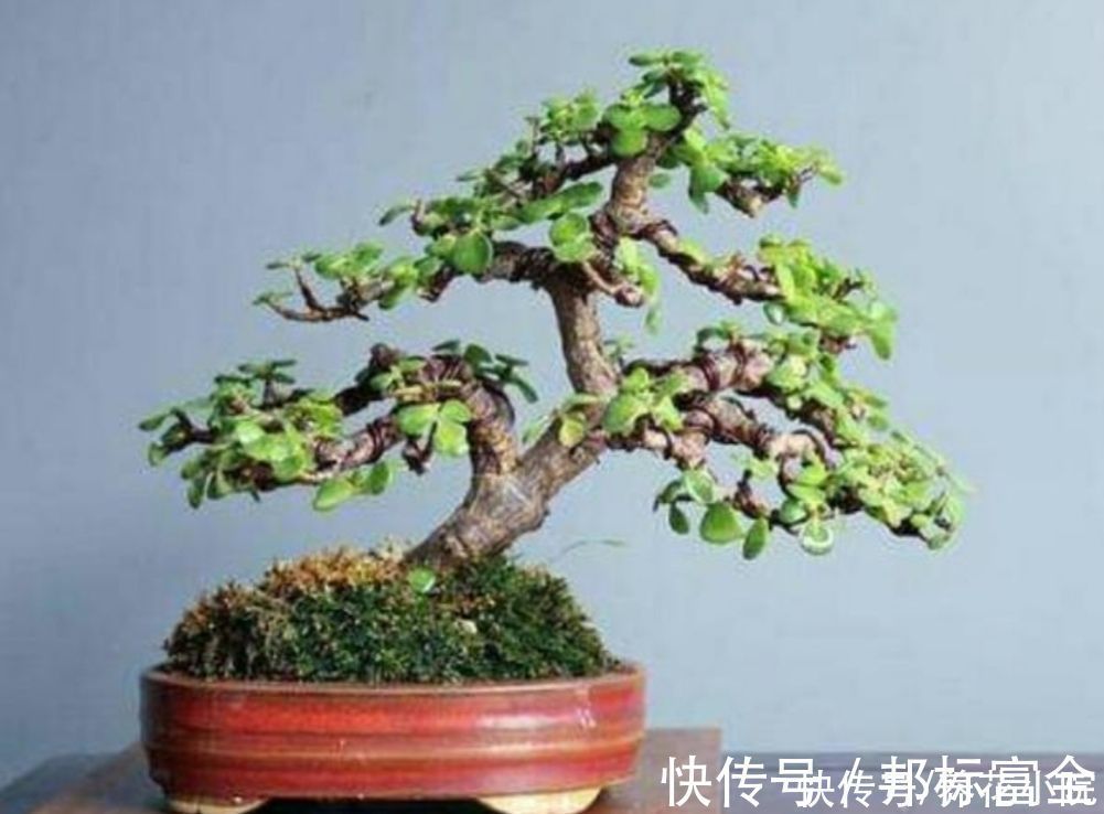 玉树|家里养“2种树”,剪得越狠,长得越快,成老桩盆景