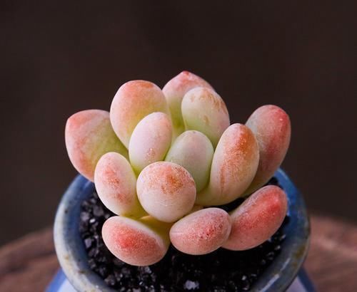 多肉中的“美人系列”,这六种是代表,养护简单颜值高,适合新手