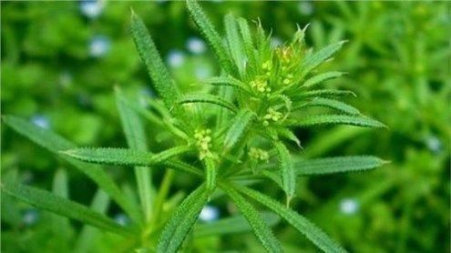 拉拉藤|这种杂草,长得像锯条,农民不喜欢,却是有名的中草药