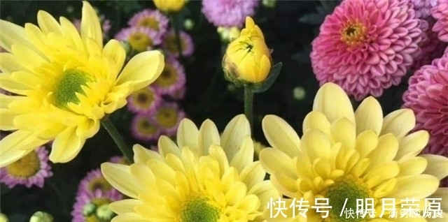 达观|黄庭坚的快意《鹧鸪天》菊花词两首,一首比一首狂放,堪称菊花之醉!