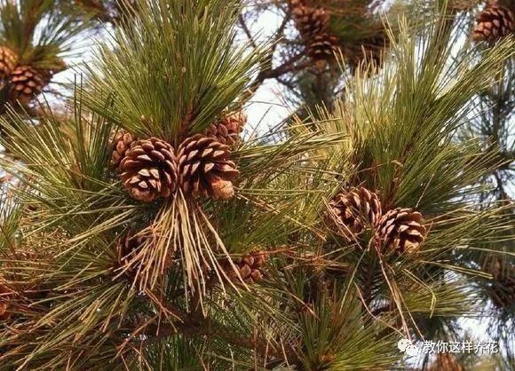 4种“壳”每家都有,丢盆里疏松透气,2年不用换盆,长得旺!