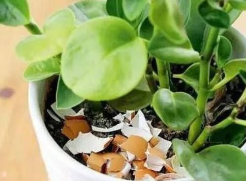 家庭的这2种“食物壳”,砸碎之后,撒在花盆里,养啥花都能旺!