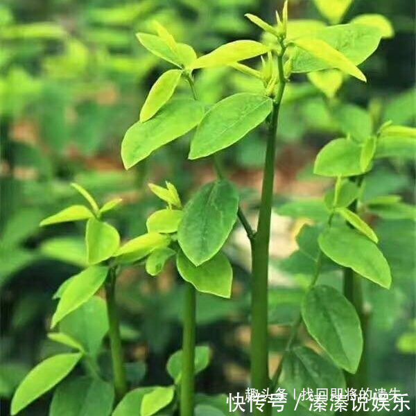 味道|儿时爱吃的3种野菜，如今已成餐馆招牌菜，味道独特，有益健康！