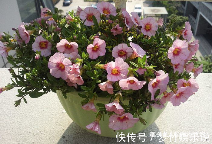 丽格海棠|一种适合新手的盆栽,扔进花盆就能活,四季花开不断,阳台变花海