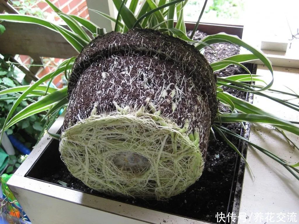 春季植物换盆指南，是带土换盆，还是适当去掉旧土呢？