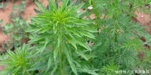 消炎|农村一种野草,常被当成害草,其实能消炎杀菌,加工后50块一斤