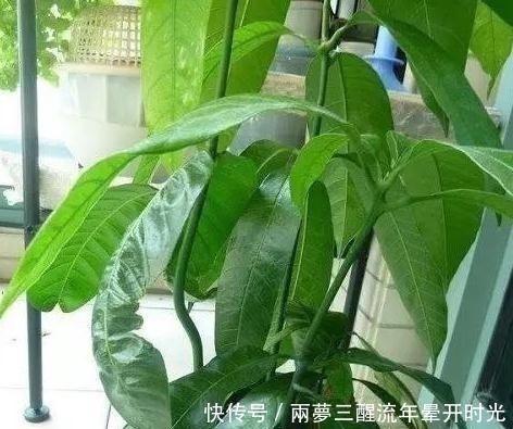 芒果|2种“贵”水果,果核别丢,扔在花盆里,变成小森林,果子随便摘