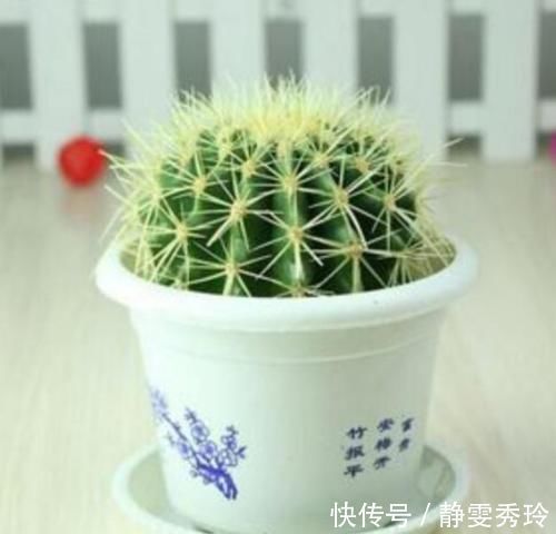 家里最适合养这几种植物，防辐射又能净化空气，有钱人都养了