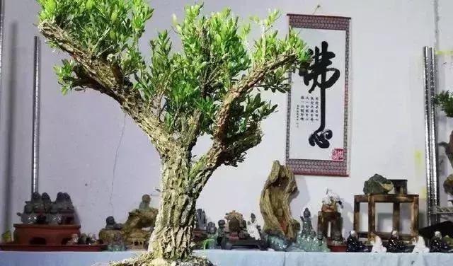 古代文人雅士、达官贵人家中为何都会种植黄杨盆景