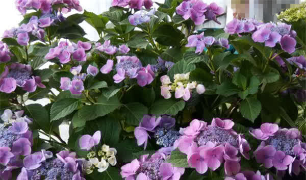 紫红色|3种花太漂亮了,开花超级多,能开成花墙,养护容易,南北都能种