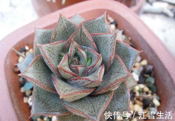 阳台党|5种多肉难出状态，就要狠狠虐，不然干脆送人！