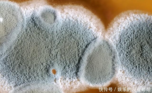 尘螨|隐藏在家里的过敏原,也会让孩子出现过敏反应:咳嗽、打喷嚏