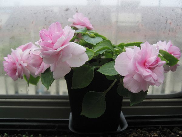 绿萝看腻了，不妨试试养这些花朵，越养越好，一样也爆盆