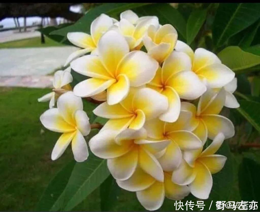 狗牙花|1种花剧毒之花,也是环保卫士,真是让人又爱又恨