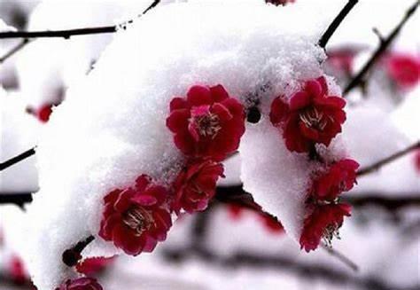 花草|养花,冬天能用雪水浇灌,往往花朵大,颜色鲜艳,香味浓郁