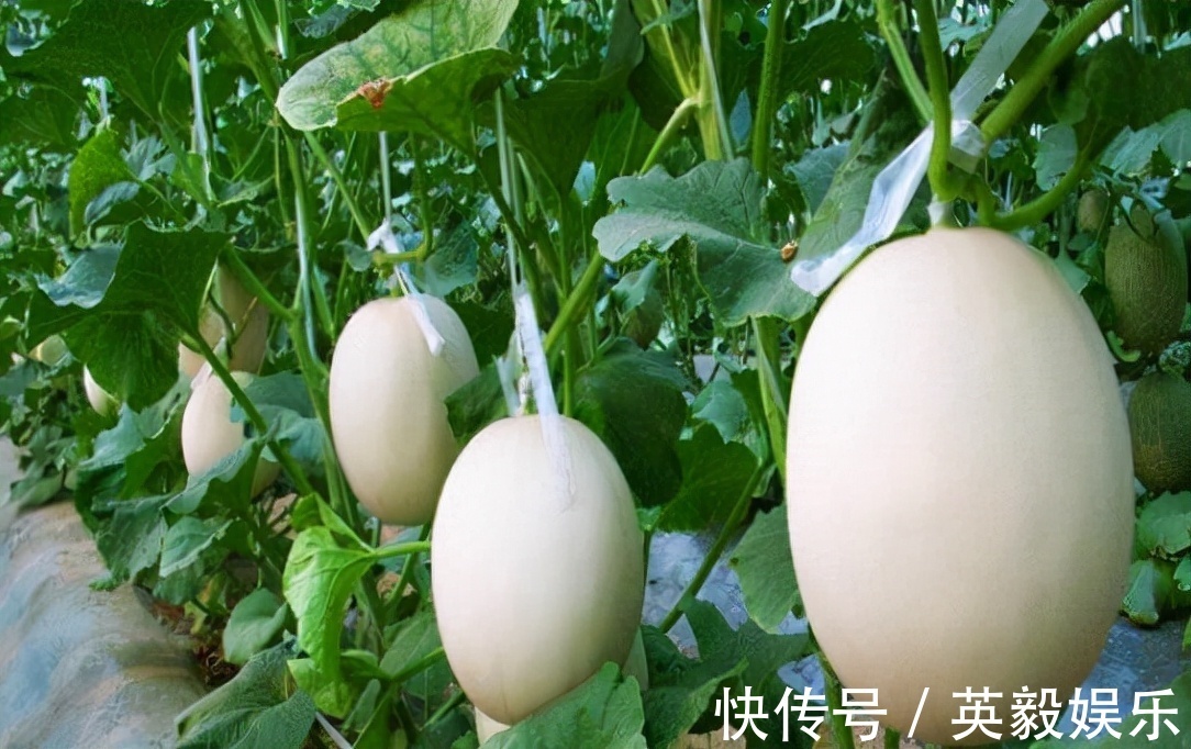 养颜|女性养生多吃3种食物,补血养颜、改善体质,早吃早好