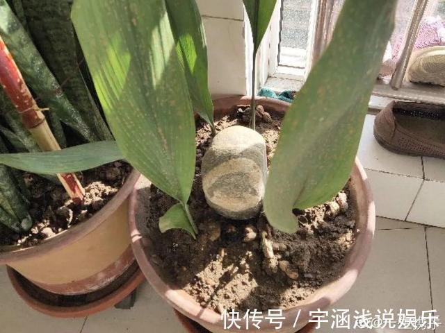 低温|低于5度,6种花一整个冬天不浇水,也能照样活