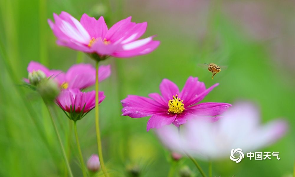 重慶南平壩格桑花盛開扮靚江岸 中國熱點