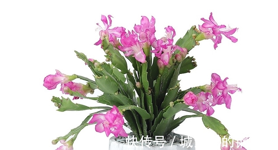 四类花卉不能随便换盆,换不好容易挂掉,要掌握好时间和方法